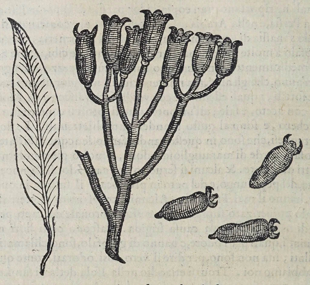 An illustration from Due libri dell' historia de i semplici, aromati, et altre cose, che vengono portate dall' Indie Orientali, pertinenti alla medicina,, 1576, leaf 96