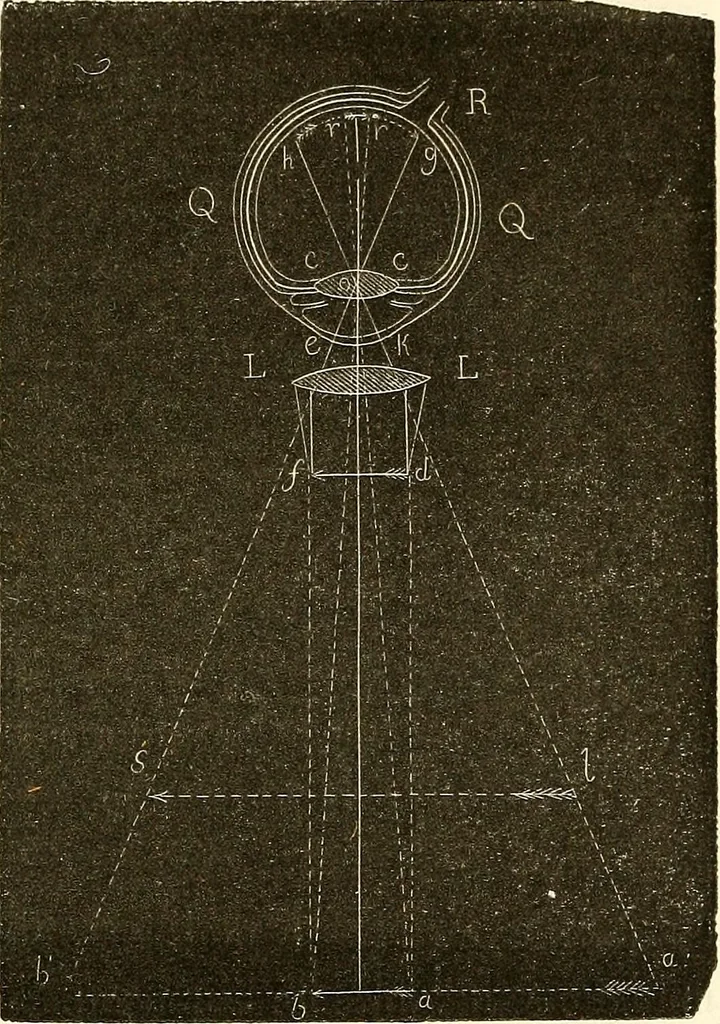 An illustration from Du microscope et des injections : dans leurs applications à l'anatomie et à la pathologie, suivi d'une classification des sciences fondamentales, de celle de la biologie et de l'anatomie en particulier, 1849, leaf 156