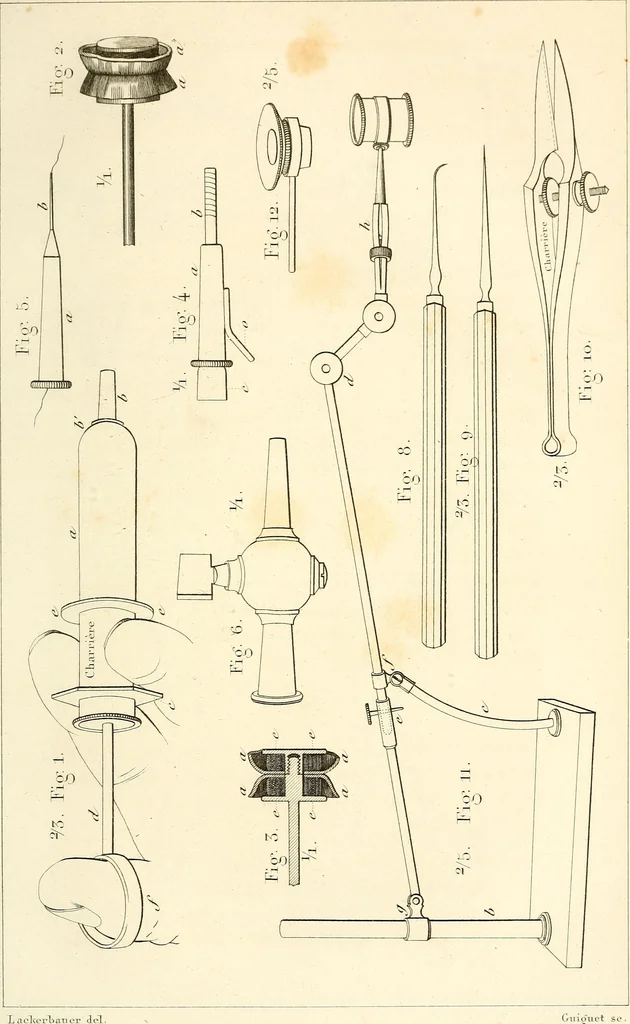 An illustration from Du microscope et des injections : dans leurs applications à l'anatomie et à la pathologie, suivi d'une classification des sciences fondamentales, de celle de la biologie et de l'anatomie en particulier, 1849, leaf 300