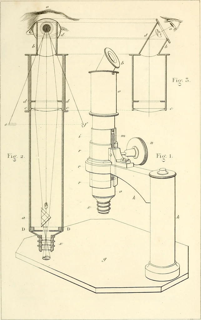 An illustration from Du microscope et des injections : dans leurs applications à l'anatomie et à la pathologie, suivi d'une classification des sciences fondamentales, de celle de la biologie et de l'anatomie en particulier, 1849, leaf 304