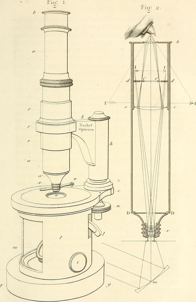 An illustration from Du microscope et des injections : dans leurs applications à l'anatomie et à la pathologie, suivi d'une classification des sciences fondamentales, de celle de la biologie et de l'anatomie en particulier, 1849, leaf 308