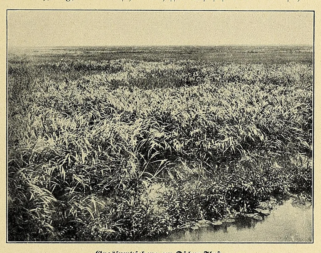 An illustration from Durch Sand, Sumpf und Wald : Missionsreisen in Zentral-Afrika, 1914, leaf 181