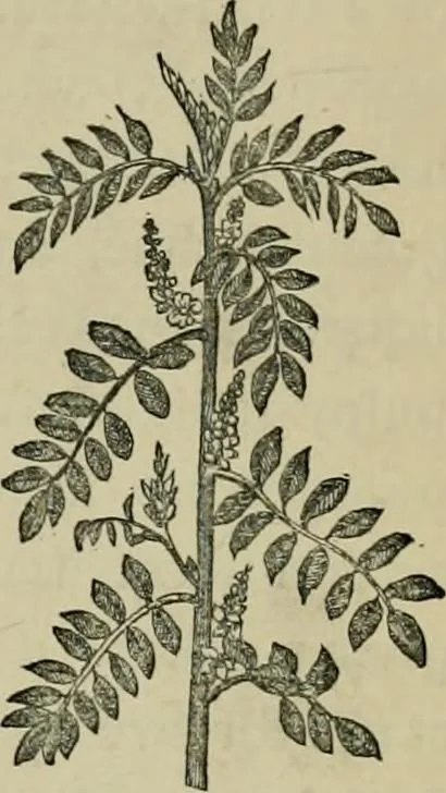 An illustration from Dyeing and calico printing, 1878, leaf 179