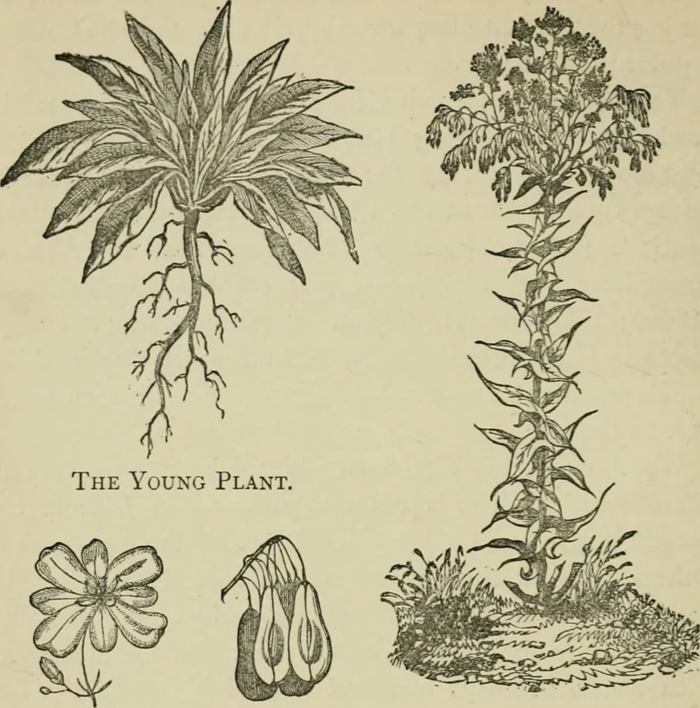 An illustration from Dyeing and calico printing, 1878, leaf 182
