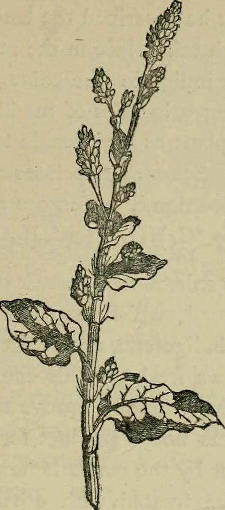 An illustration from Dyeing and calico printing, 1878, leaf 183