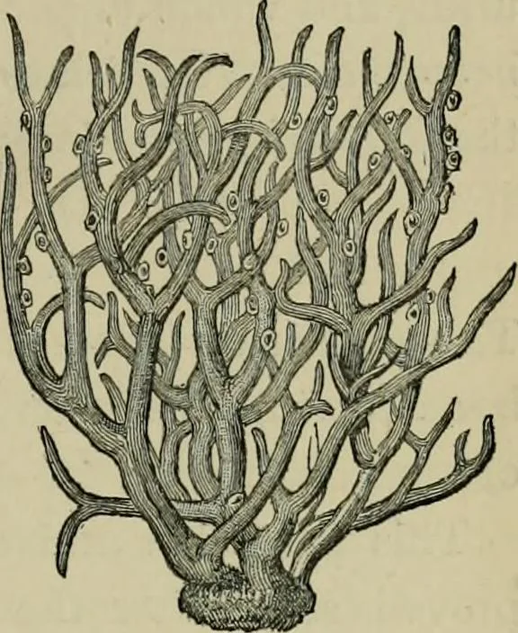 An illustration from Dyeing and calico printing, 1878, leaf 267