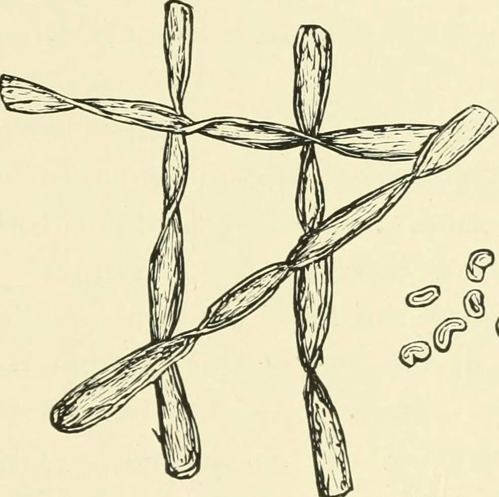 An illustration from The dyeing of cotton fabrics : a practical handbook for the dyer and student, 1901, leaf 17