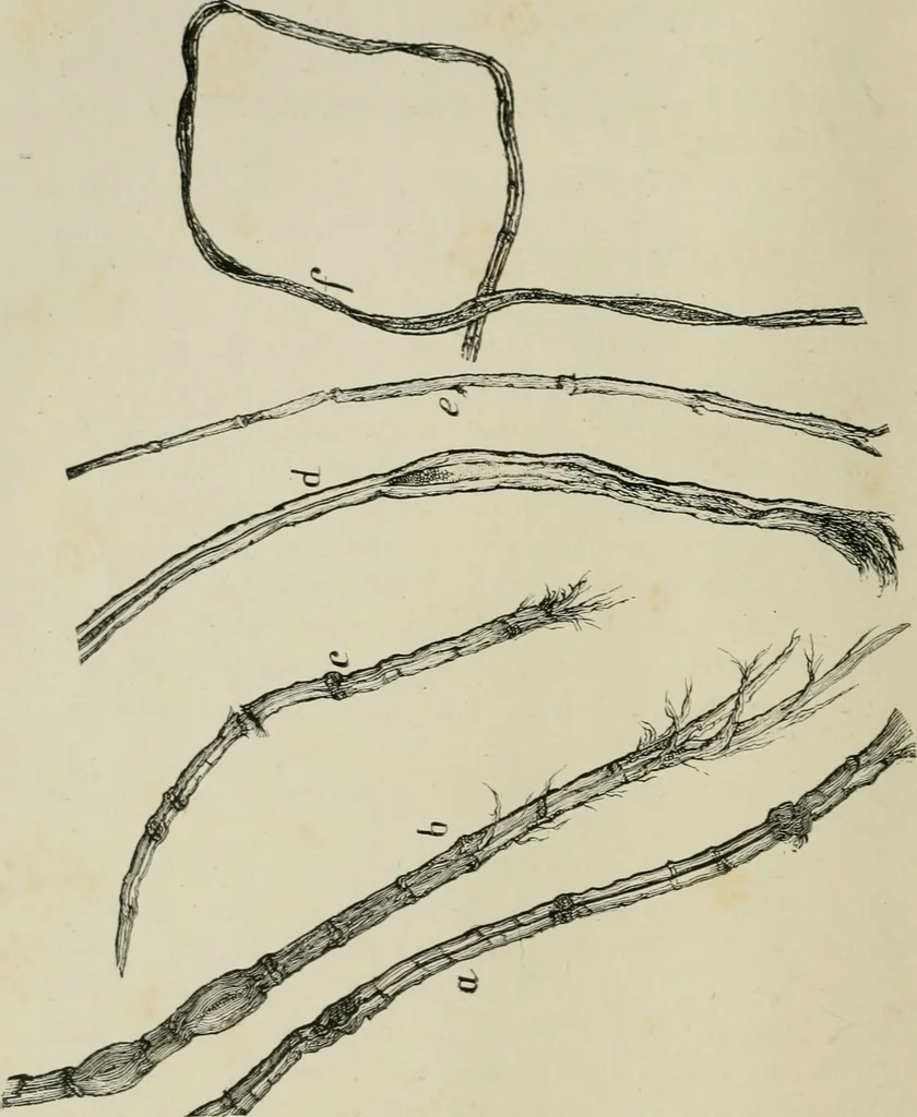 An illustration from The dyeing of paper pulp; a practical treatise for the use of papermakers, paperstainers, students and others, 1901, leaf 21