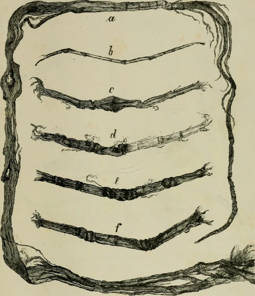 An illustration from The dyeing of paper pulp; a practical treatise for the use of papermakers, paperstainers, students and others, 1901, leaf 22