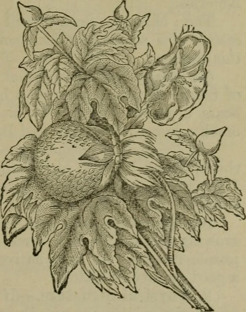 An illustration from The dyeing of textile fabrics, 1885, leaf 15