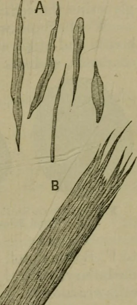 An illustration from The dyeing of textile fabrics, 1885, leaf 39