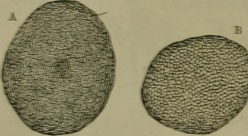 An illustration from The dyeing of textile fabrics, 1885, leaf 40