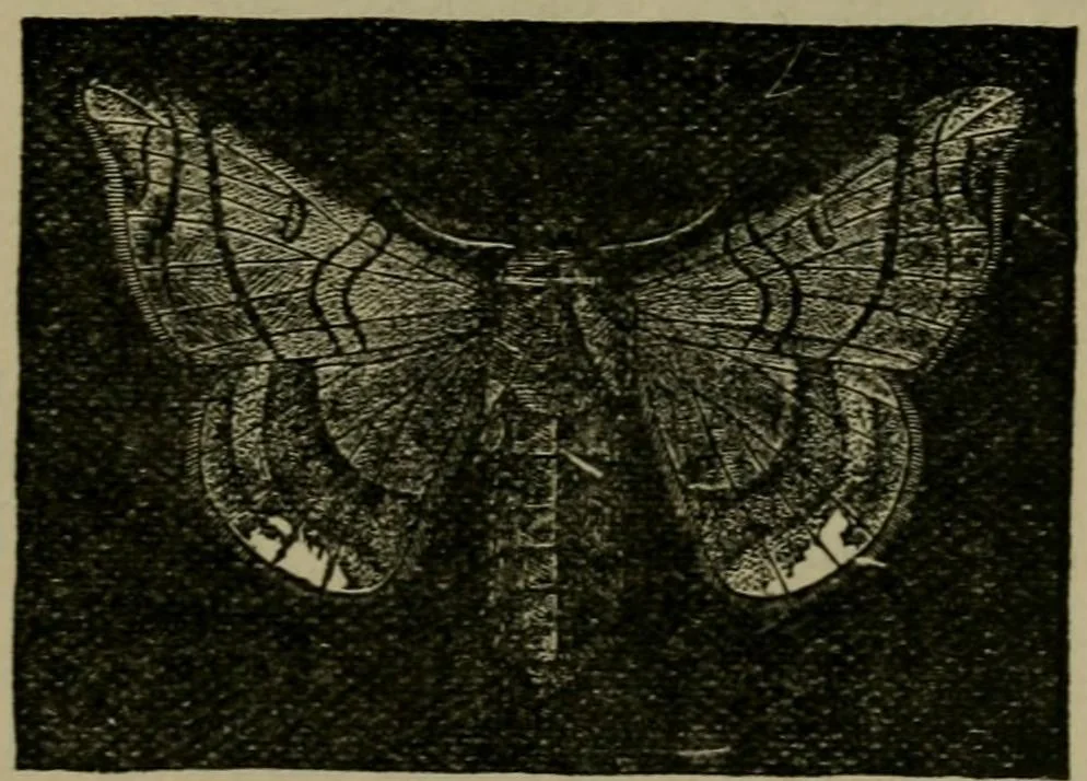 An illustration from The dyeing of textile fabrics, 1885, leaf 57