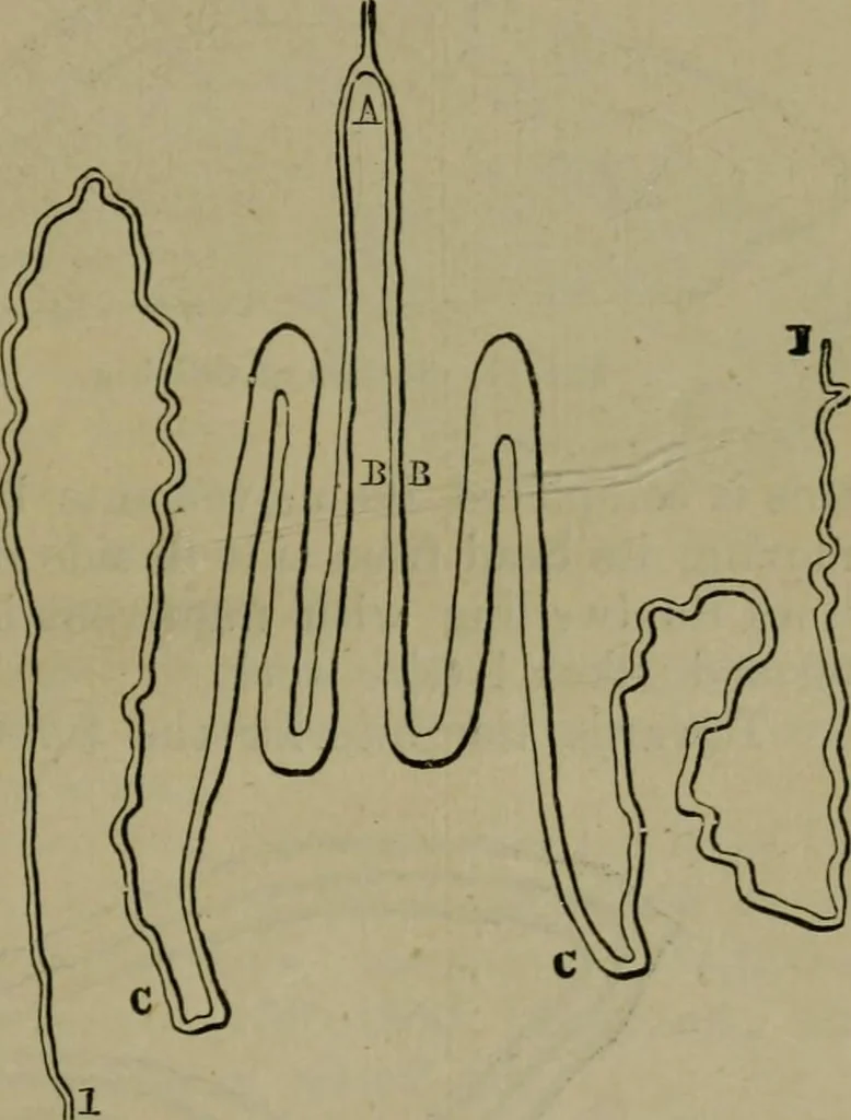 An illustration from The dyeing of textile fabrics, 1885, leaf 59