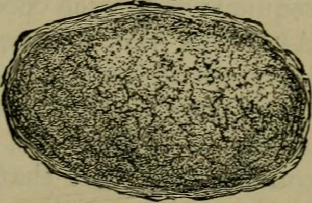 An illustration from The dyeing of textile fabrics, 1885, leaf 61