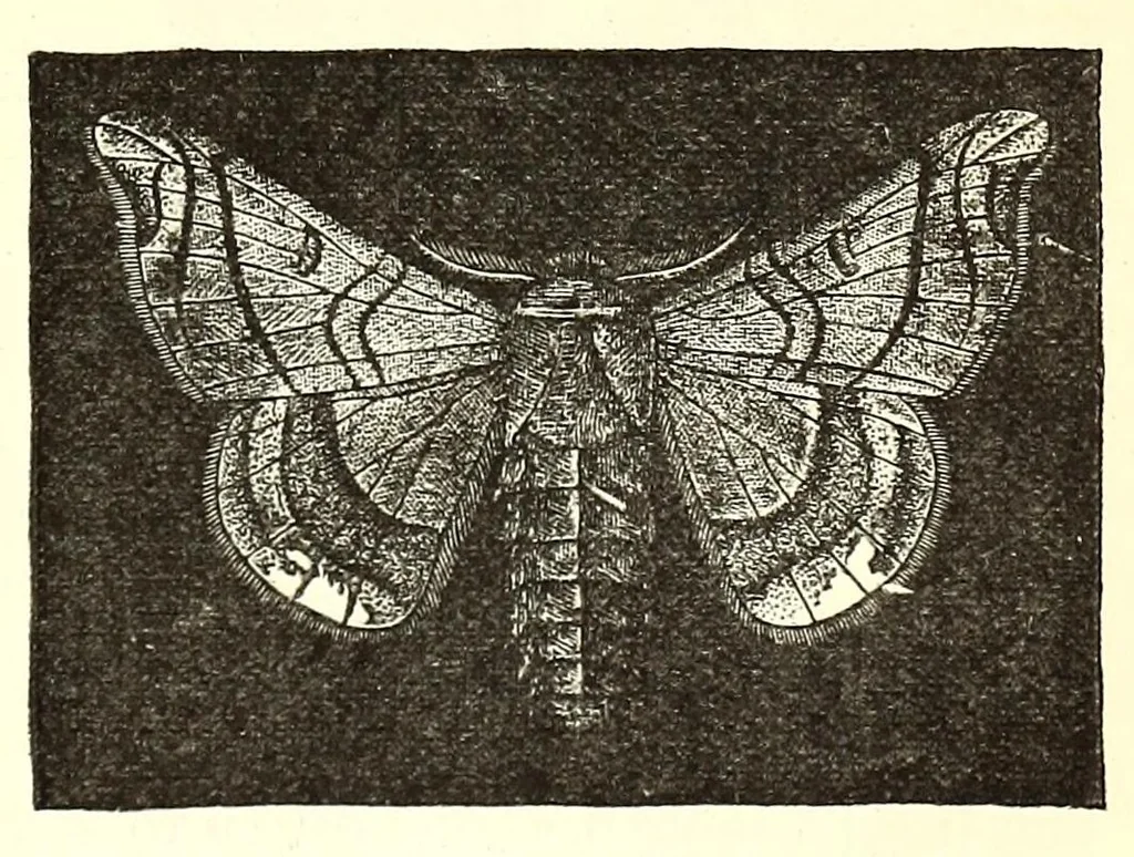 An illustration from The dyeing of textile fabrics, 1888, leaf 63