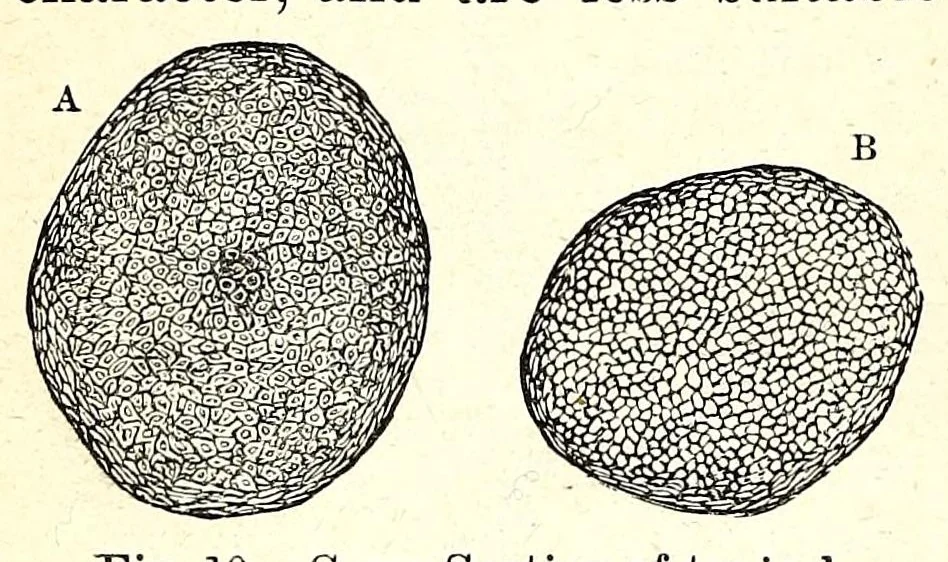 An illustration from The dyeing of textile fabrics, 1890, leaf 42
