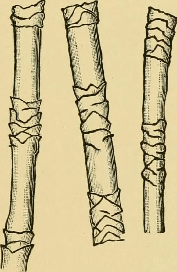An illustration from Dyeing of Woollen fabrics, 1902, leaf 14
