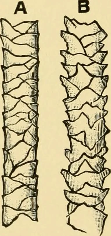 An illustration from Dyeing of Woollen fabrics, 1902, leaf 21