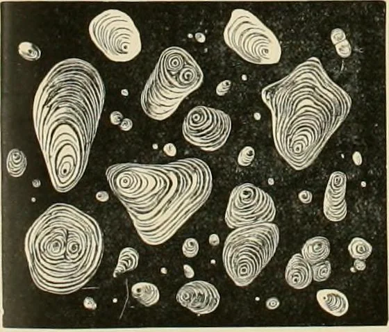 An illustration from Dyers' materials; an introduction to the examination, evaluation and application of the most important substances used in dyeing, printing, bleaching and finishing, 1901, leaf 171
