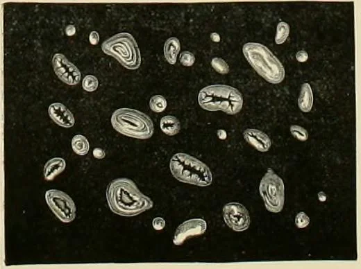 An illustration from Dyers' materials; an introduction to the examination, evaluation and application of the most important substances used in dyeing, printing, bleaching and finishing, 1901, leaf 171
