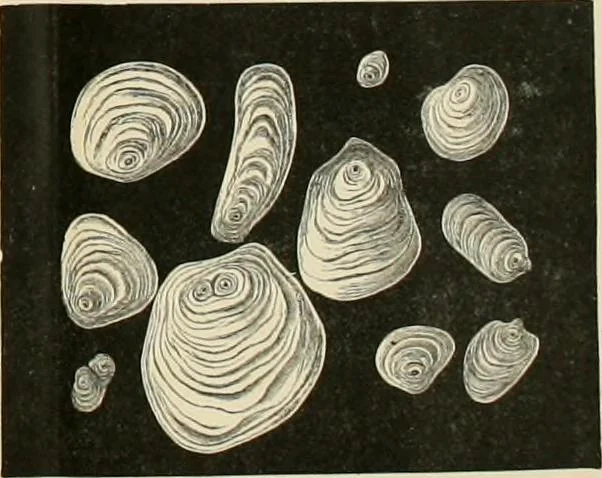 An illustration from Dyers' materials; an introduction to the examination, evaluation and application of the most important substances used in dyeing, printing, bleaching and finishing, 1901, leaf 171