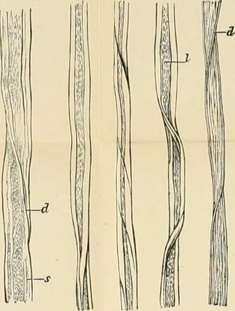 An illustration from Dyers' materials; an introduction to the examination, evaluation and application of the most important substances used in dyeing, printing, bleaching and finishing, 1901, leaf 21