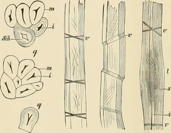 An illustration from Dyers' materials; an introduction to the examination, evaluation and application of the most important substances used in dyeing, printing, bleaching and finishing, 1901, leaf 21