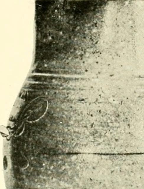 An illustration from Early American folk pottery, including the history of Bennington pottery, 1918, leaf 126