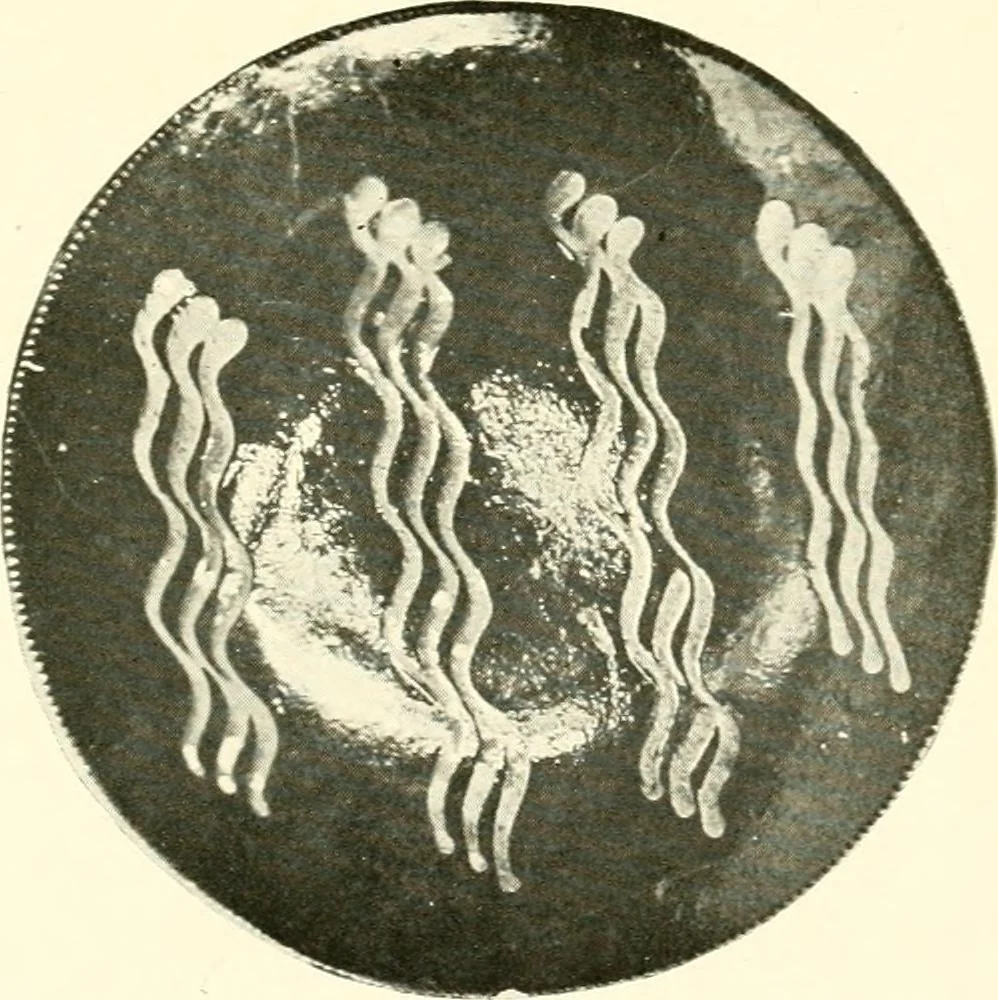 An illustration from Early American folk pottery, including the history of Bennington pottery, 1918, leaf 140