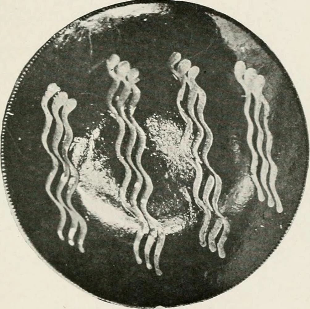 An illustration from Early American folk pottery, including the history of Bennington pottery, 1918, leaf 141