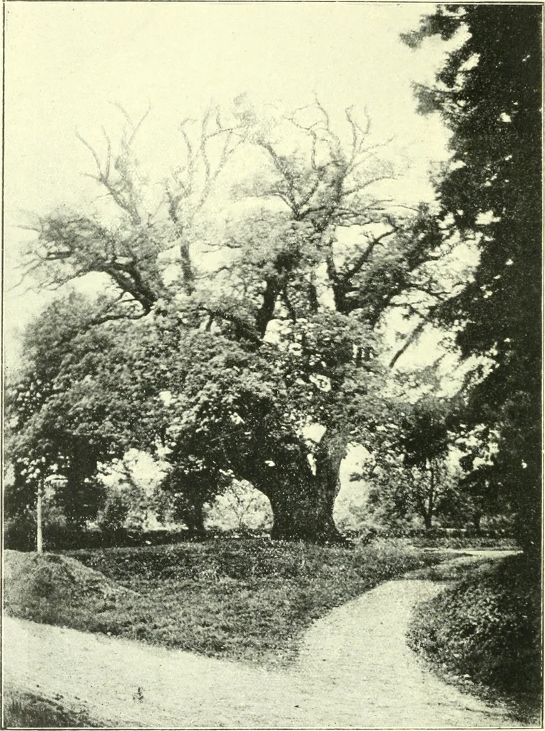 An illustration from Early British trackways : moats, mounds, camps, and sites, 1922, leaf 48