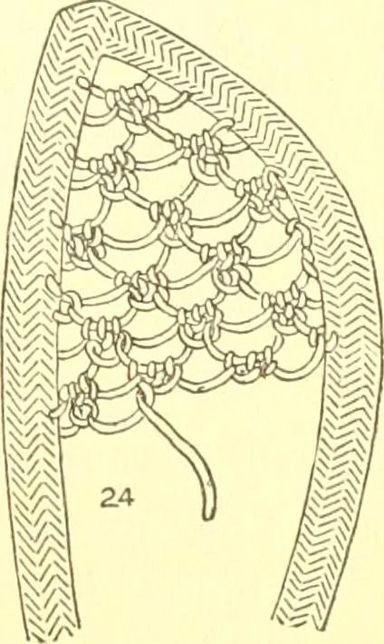 An illustration from Easy lessons for lace makers : fancy stitches illustrated showing clearly how to make all modern laces, 1901, leaf 10