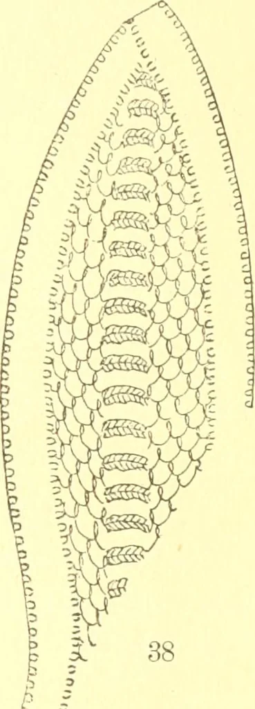 An illustration from Easy lessons for lace makers : fancy stitches illustrated showing clearly how to make all modern laces, 1901, leaf 14