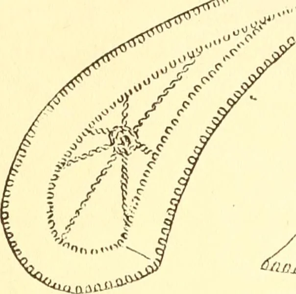 An illustration from Easy lessons for lace makers : fancy stitches illustrated showing clearly how to make all modern laces, 1901, leaf 15