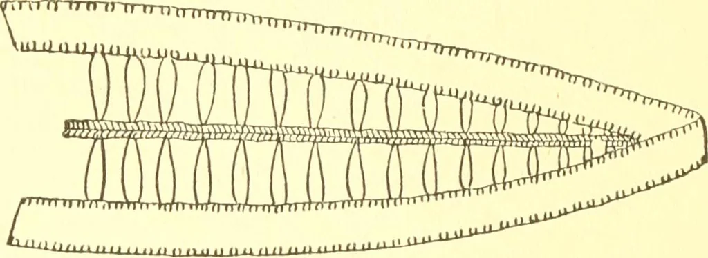 An illustration from Easy lessons for lace makers : fancy stitches illustrated showing clearly how to make all modern laces, 1901, leaf 16