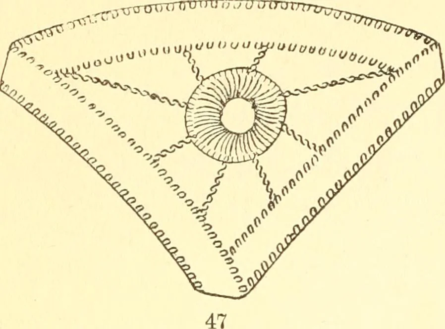 An illustration from Easy lessons for lace makers : fancy stitches illustrated showing clearly how to make all modern laces, 1901, leaf 17