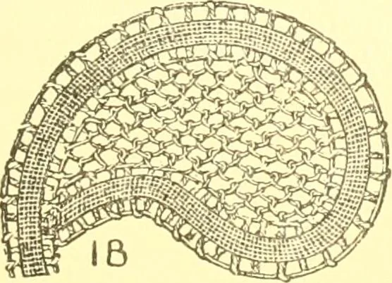 An illustration from Easy lessons for lace makers : fancy stitches illustrated showing clearly how to make all modern laces, 1901, leaf 6