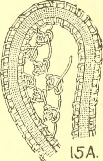 An illustration from Easy lessons for lace makers : fancy stitches illustrated showing clearly how to make all modern laces, 1901, leaf 8