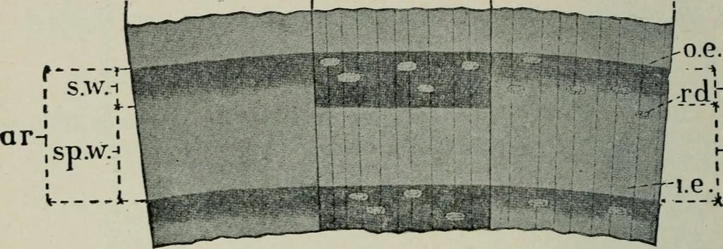An illustration from Educational woodworking for home and school, 1908, leaf 253