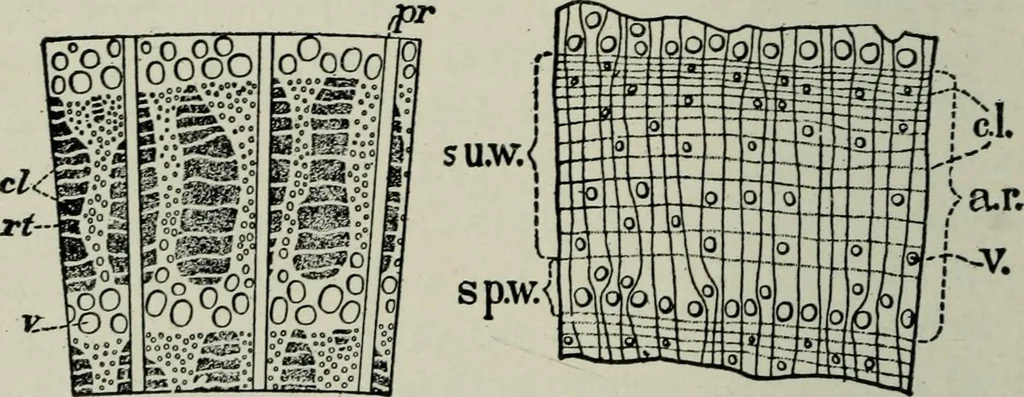 An illustration from Educational woodworking for home and school, 1908, leaf 253
