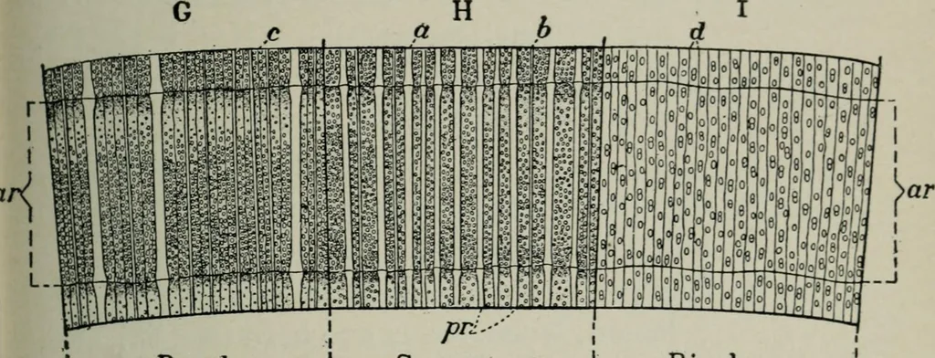 An illustration from Educational woodworking for home and school, 1908, leaf 254