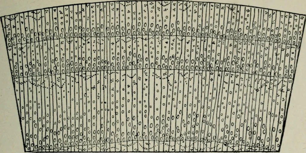 An illustration from Educational woodworking for home and school, 1908, leaf 262