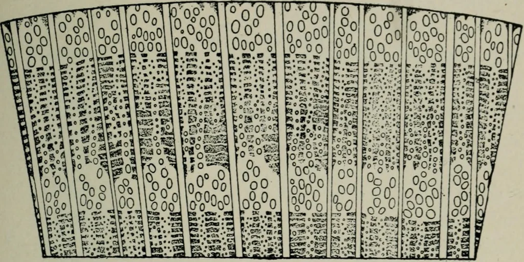 An illustration from Educational woodworking for home and school, 1908, leaf 264