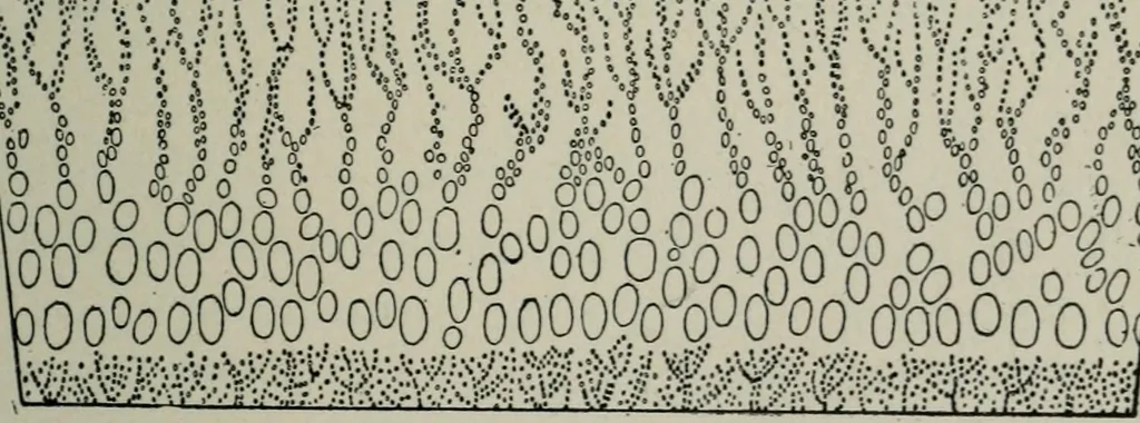 An illustration from Educational woodworking for home and school, 1908, leaf 264