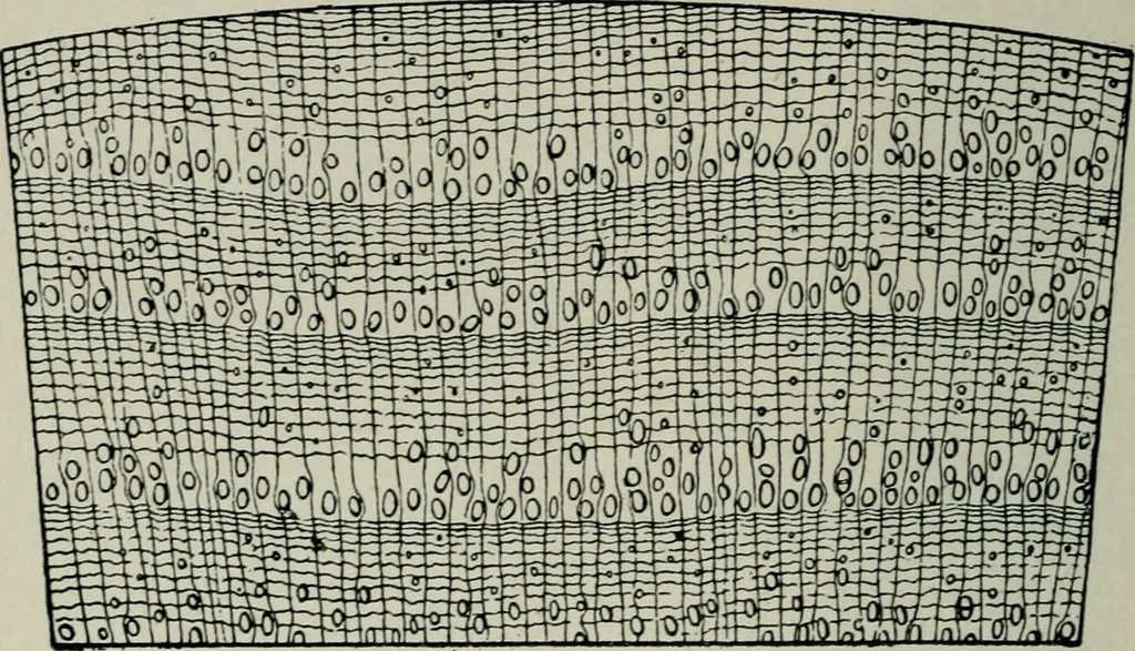 An illustration from Educational woodworking for home and school, 1908, leaf 265