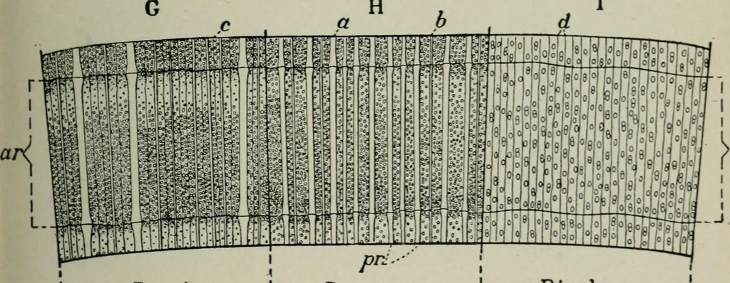 An illustration from Educational woodworking for home and school, 1908, leaf 268
