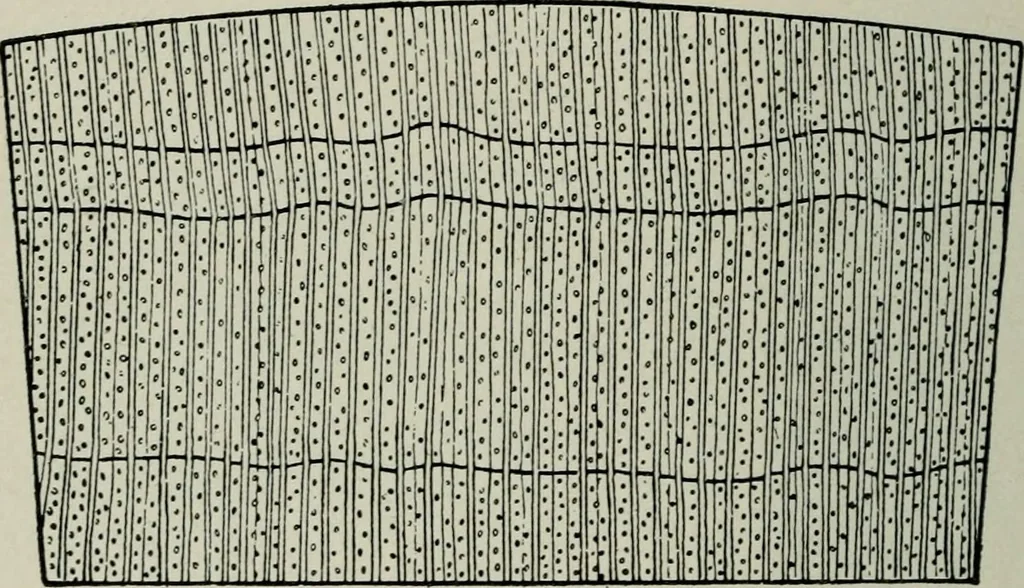 An illustration from Educational woodworking for home and school, 1908, leaf 269