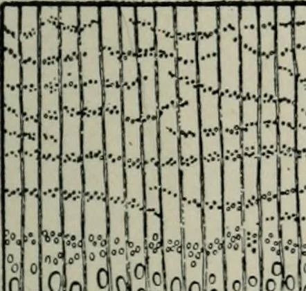 An illustration from Educational woodworking for home and school, 1908, leaf 270
