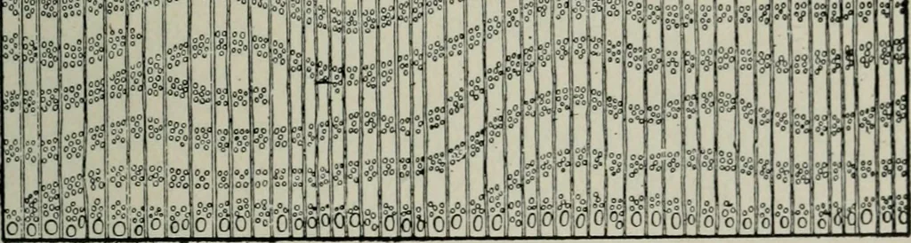 An illustration from Educational woodworking for home and school, 1908, leaf 270